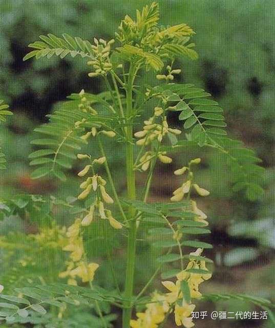 新疆药材绿化兼饲草的沙苑子,一次种植多年收益,可在盐碱地规模化发展