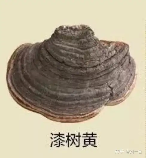 几十元到几万元，是桑黄商家的漫天要价还是品质追求？（桑黄是什么价格）