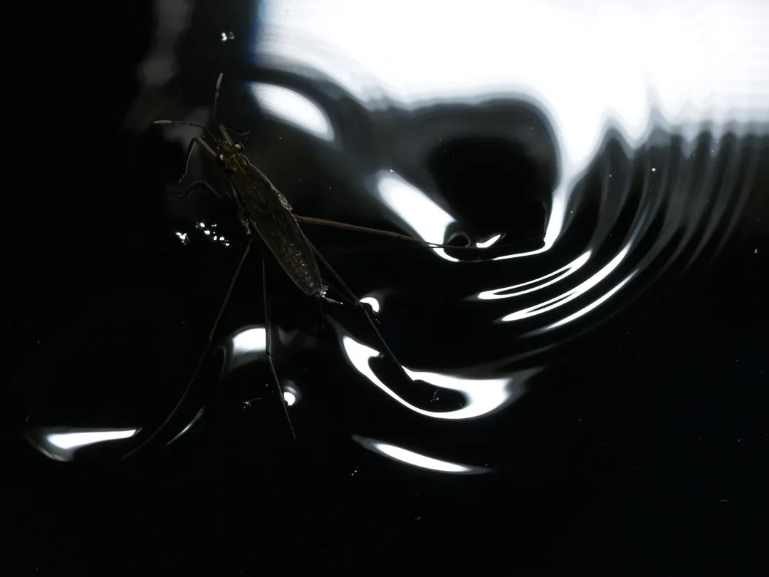 童年迷思 为什么用洗洁精配成的泡泡水吹不出很多泡泡 知乎