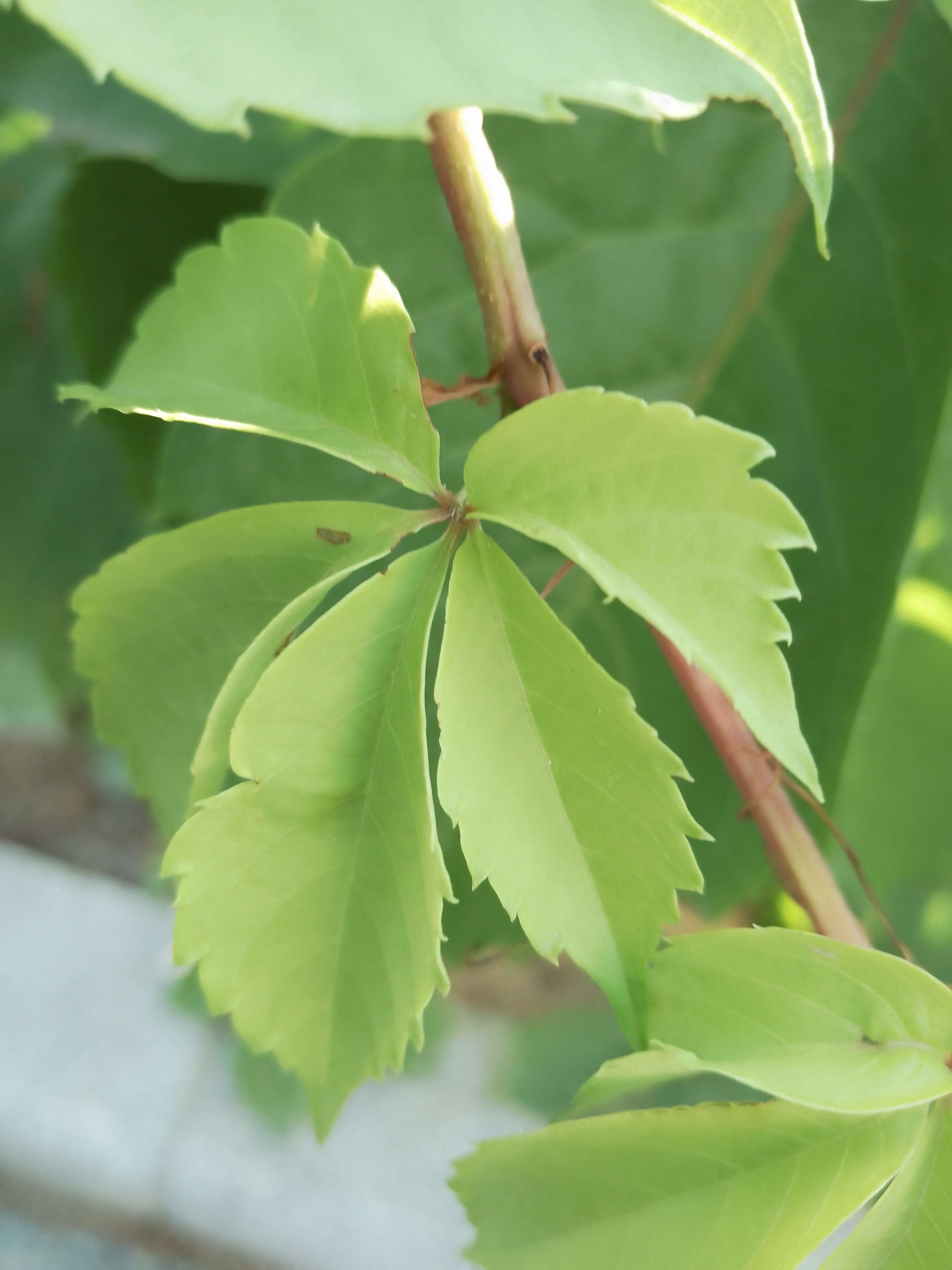 云秀 的想法: 五叶地锦 | 五叶地锦也叫五叶爬山虎,它
