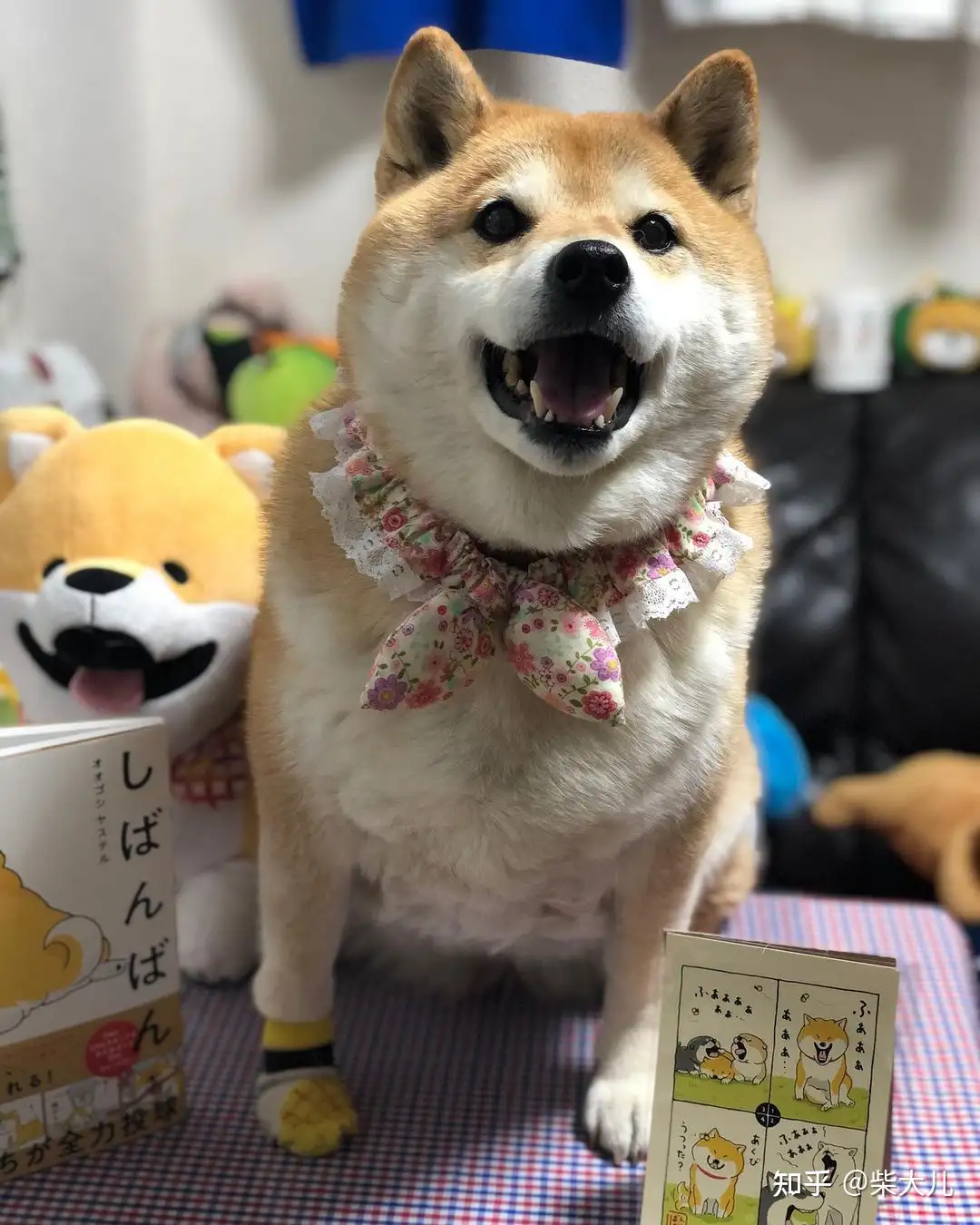 白柴为什么不能繁育 白柴有哪些不为人知的秘密 知乎 白柴为什么不能繁育 白柴有哪些不为人知的秘密 知乎