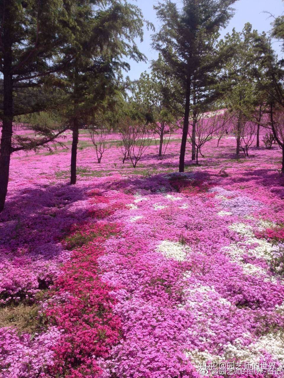 春种花卉 如何打造芝樱花田 知乎