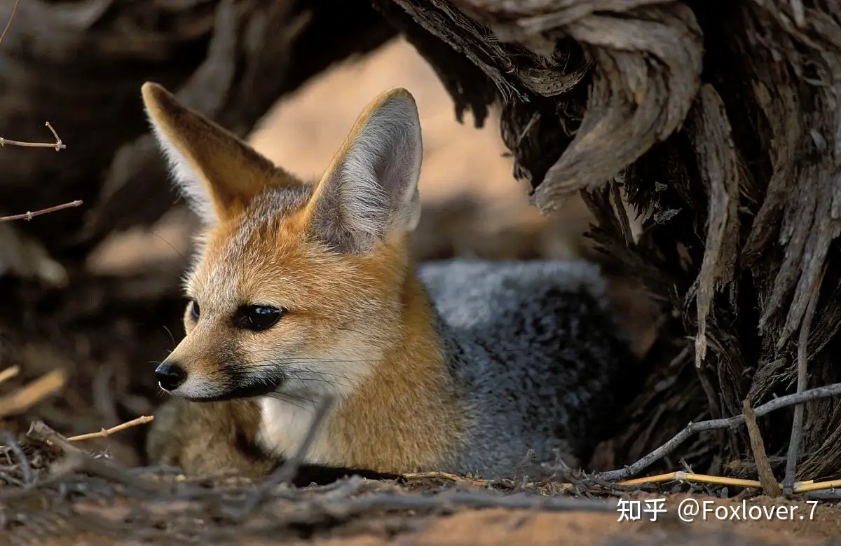 科普 狐狸分类学 下 知乎