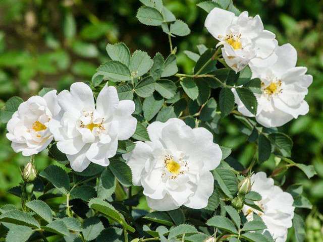 11种蔷薇花开 开的满架蔷薇一院香 知乎 11种蔷薇花开 开的满架蔷薇一院香 知乎