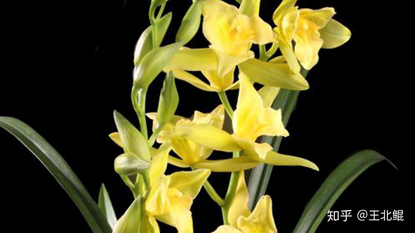 你家花的100种死法 知乎