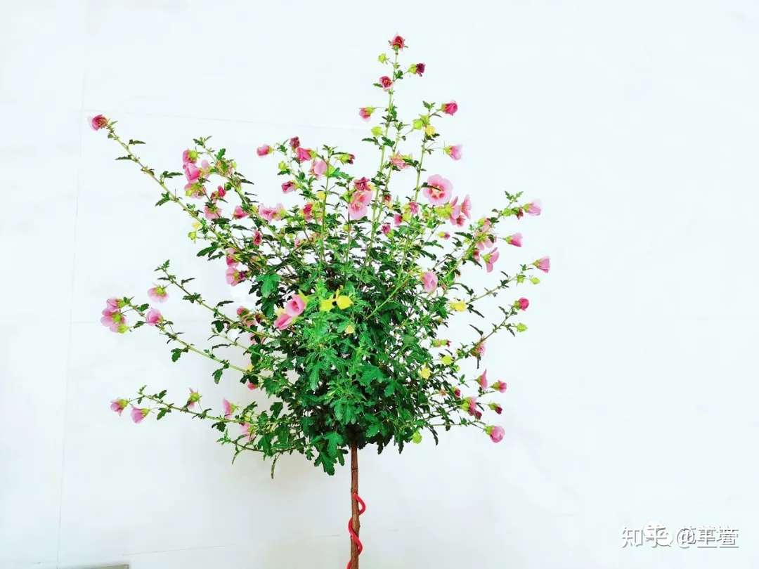 小木槿棒棒糖花后修剪 知乎