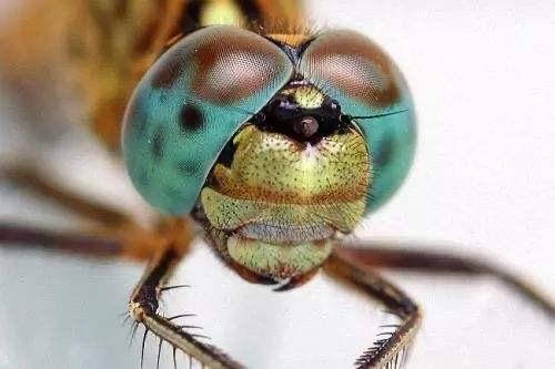 世界上眼睛最多的昆虫图片