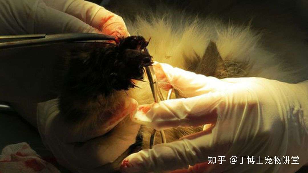 拒绝猫咪 去爪 手术 爱它 请尊重它的天性 知乎