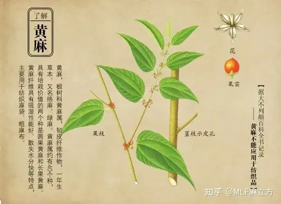 什么是植物黄麻 知乎