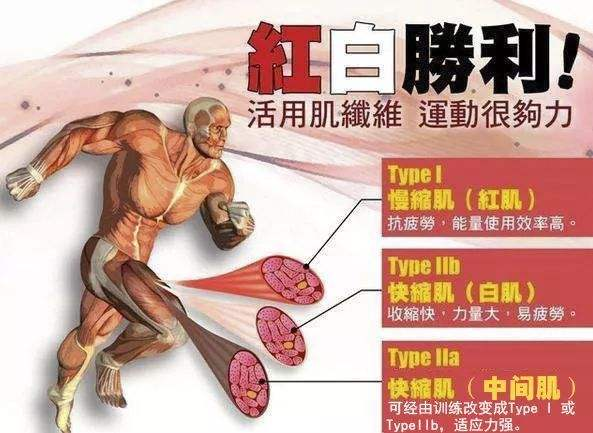 肌肉纤维 分为快肌(红)与慢肌(白)还有介于两者之间的中间肌(属于快肌