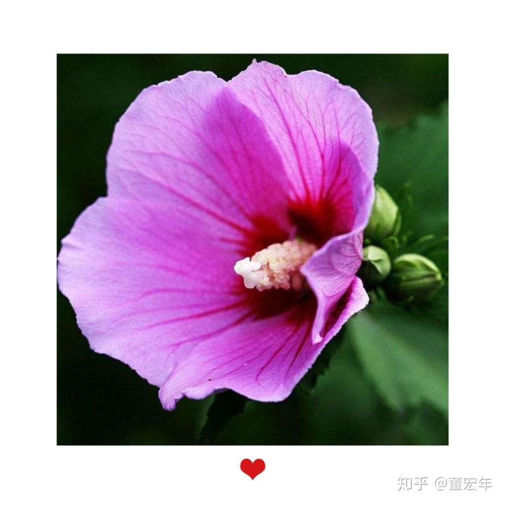 槿花 知乎