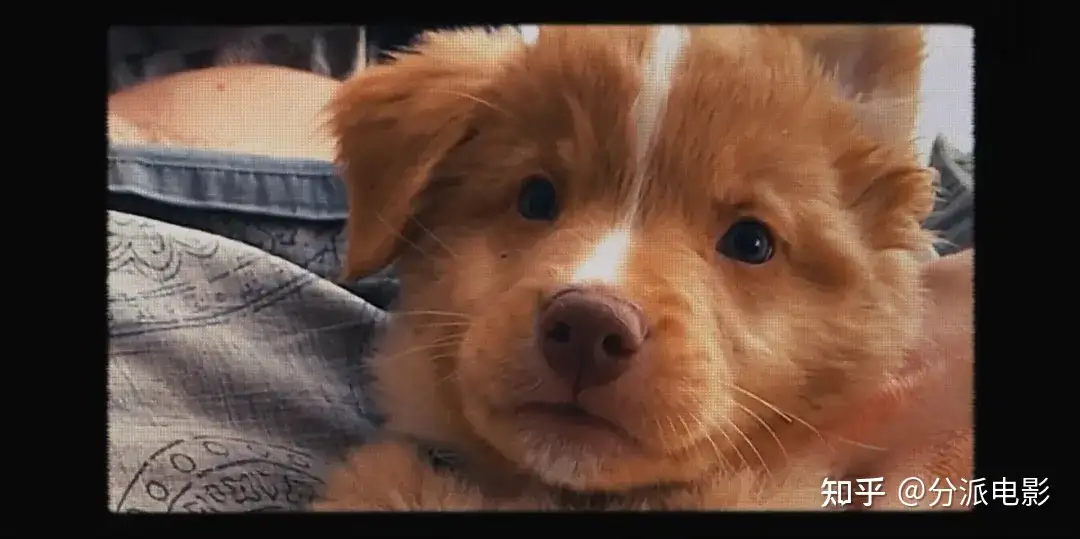 《冷猫狗》今年最颠覆！限制级禁忌挑战