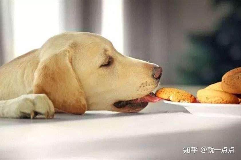 拉布拉多犬适合吃猪肉吗 有什么影响 知乎