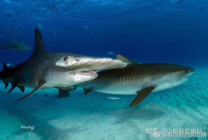 眼距宽是种什么体验