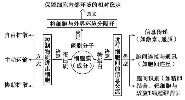 高一细胞核思维导图图片