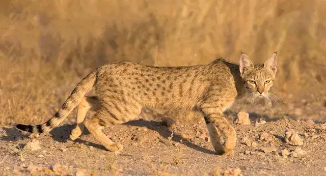 如今沙漠的猫科动物依然保持着数千年前的特色.图自:google