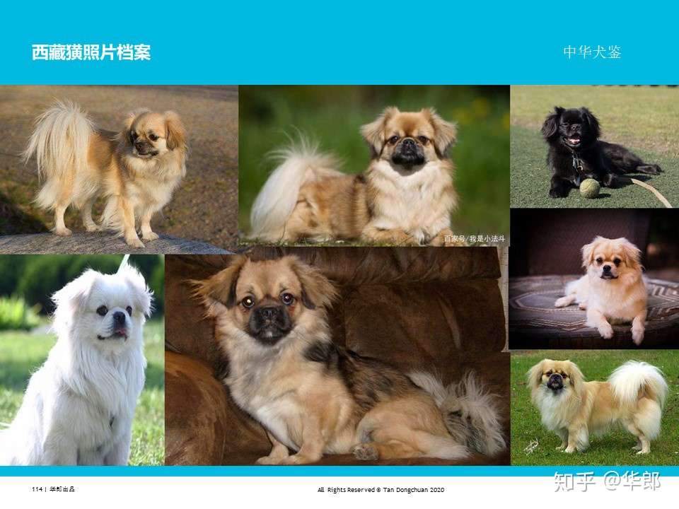 中华犬鉴 中国原生犬 土狗 分类 知乎