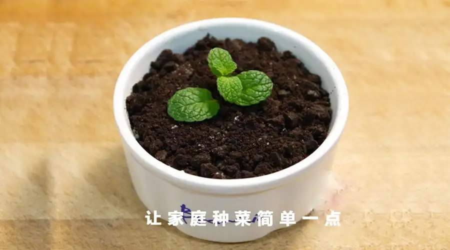 种菜教授】家庭种菜：土豆（马铃薯）阳台种植的详细步骤及注意事项，种