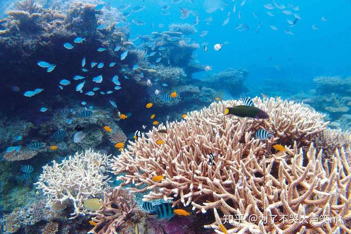 珊瑚海 正如杰伦的歌词:"蔚蓝的珊瑚海,错过瞬间苍白" 珊瑚海(coral