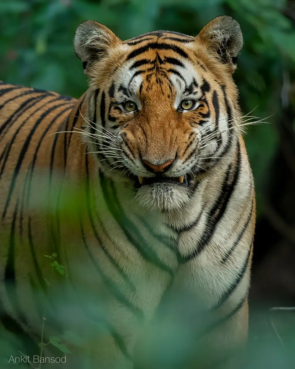 传奇虎王美元男 这只公虎两次作为 单亲奶爸 养大了两窝虎崽 知乎