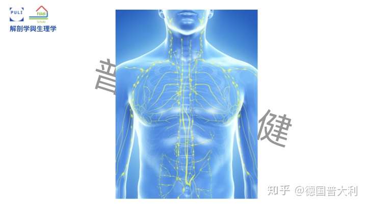 Cdt淋巴水肿消除术 二 知乎