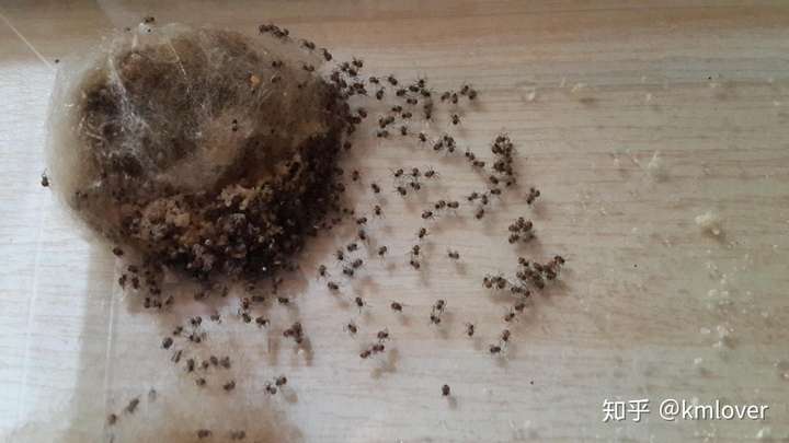 蜘蛛卵包图片