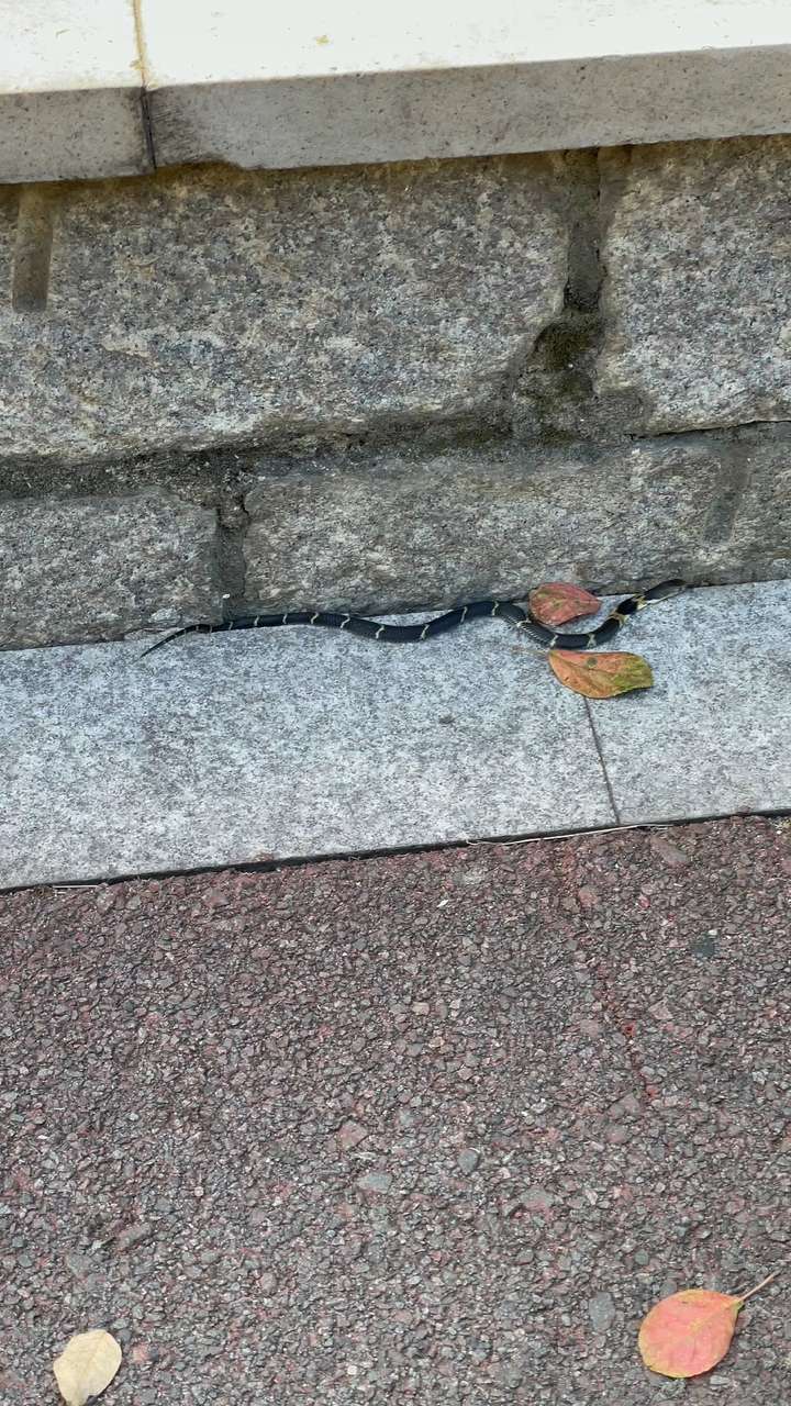 这是什么蛇?求问?