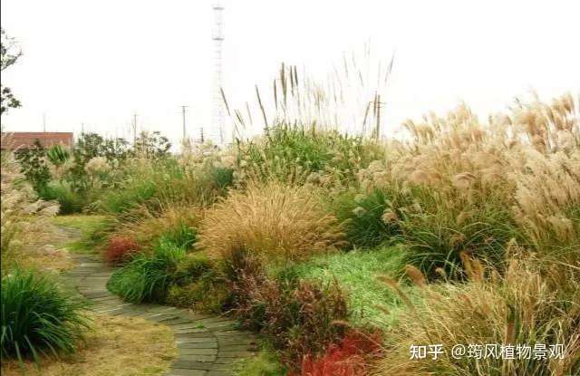 野草本不美 因人 因设计而产生美 知乎