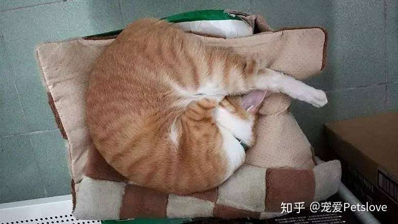 Hana眼中的世界 猫咪的睡姿代表不同的含义 知乎