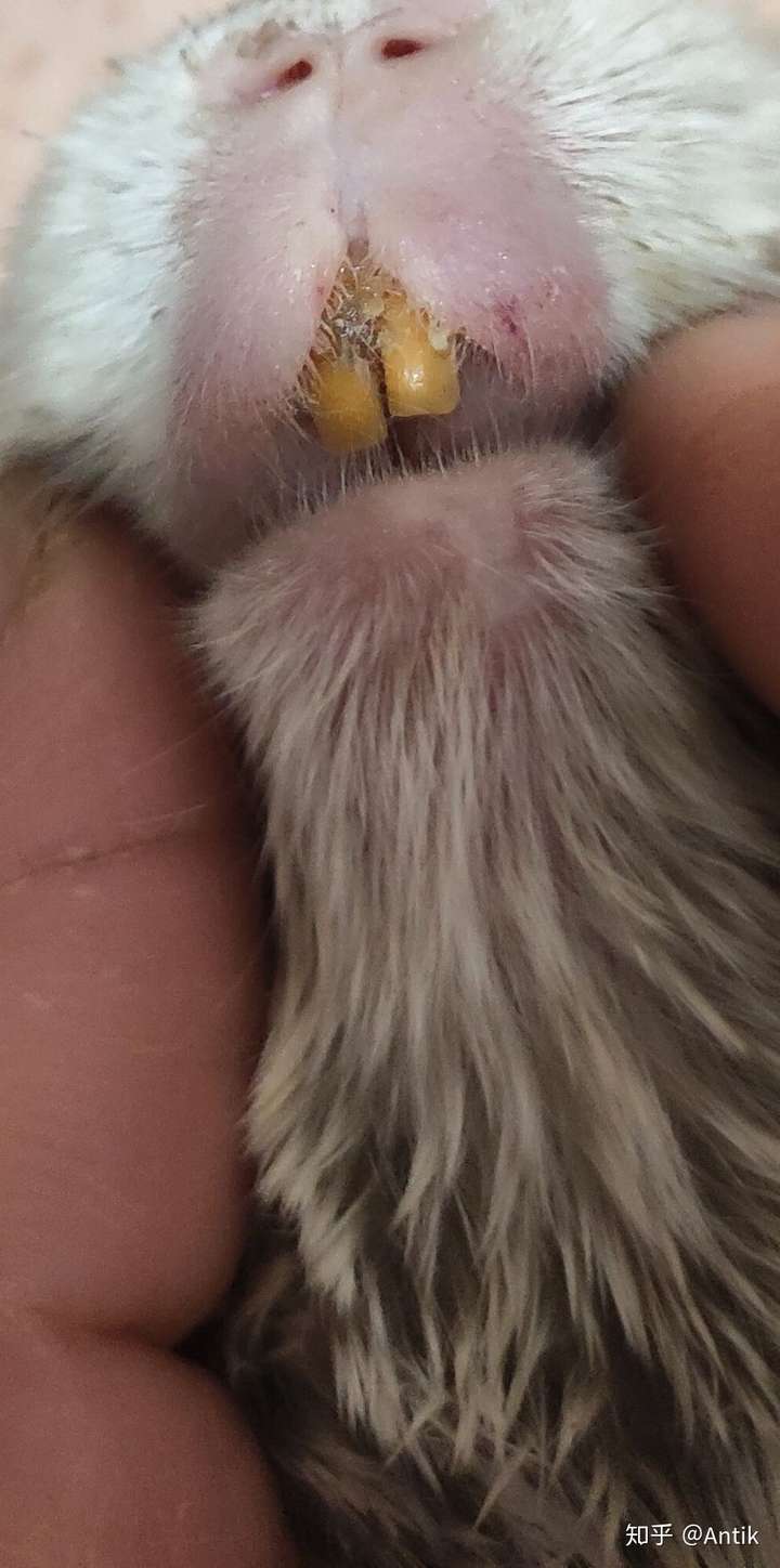 龙猫牙齿的常见问题有哪些