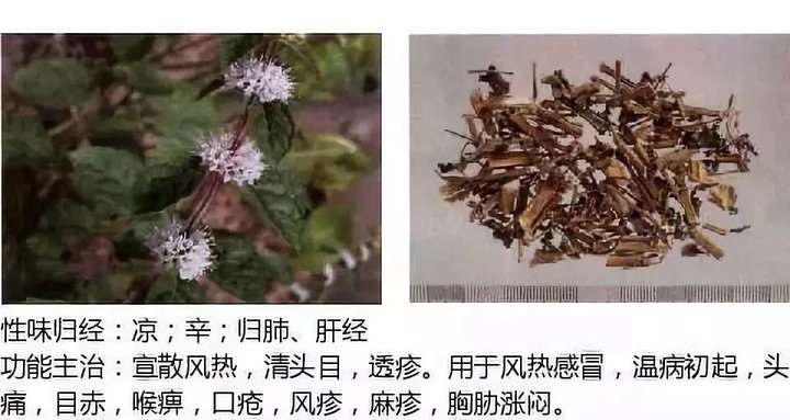 500余种中草药图  第33张