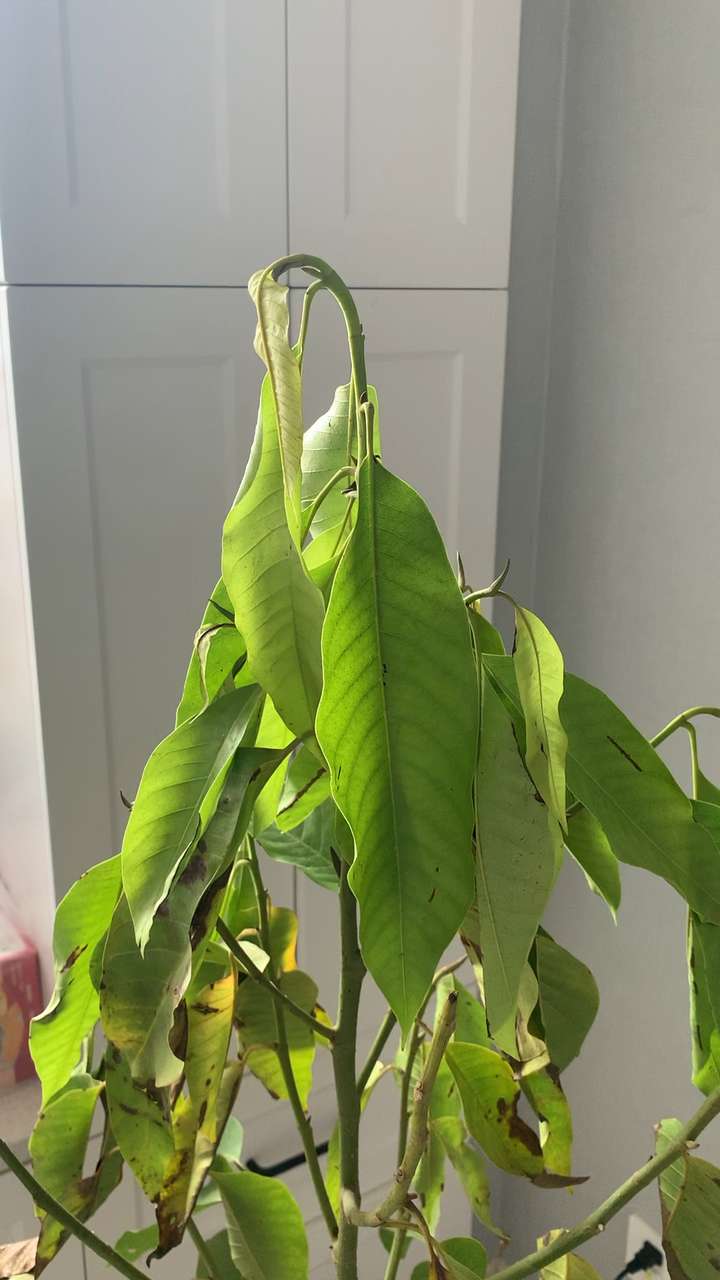 (白兰花,白玉兰)?