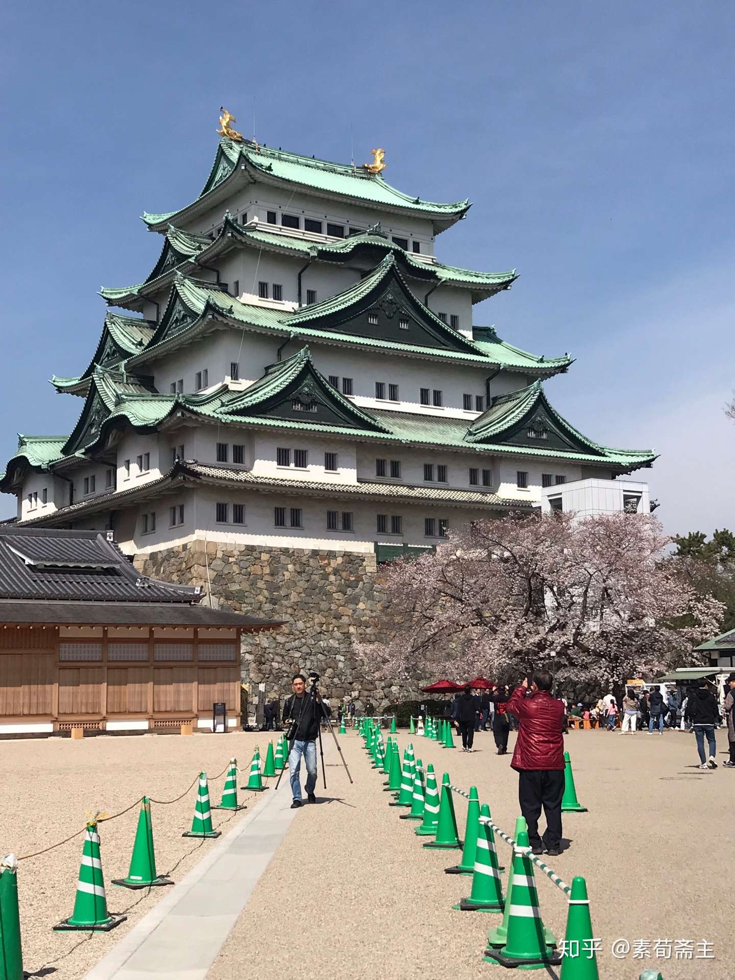 名古屋清明时节的樱花 知乎