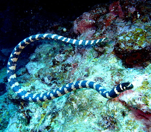 澳洲艾基特林海蛇图片
