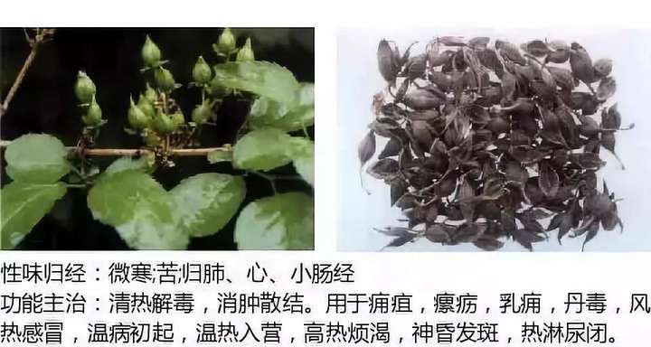 500余种中草药图  第73张