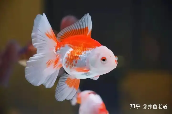 夏季到来 最容易出现的观赏鱼疾病 为什么会是金鱼的尾巴 知乎 夏季到来 最容易出现的观赏鱼疾病 为什么会是金鱼的尾巴 知乎
