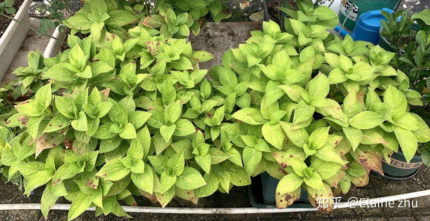 深圳绣球种植专题 知乎