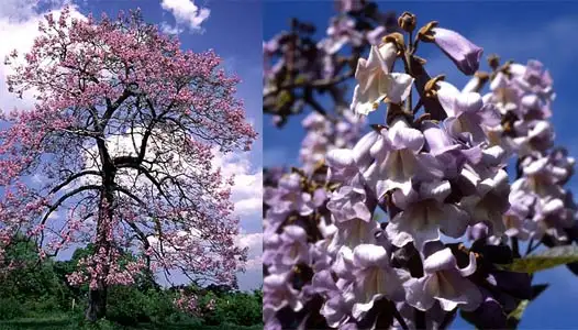 泡桐 世人爱繁花 而我爱桐木 知乎