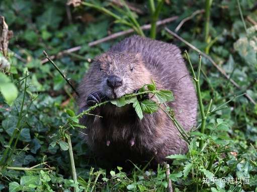 「河狸」是一类什么样的动物,有哪些奇特的生活习性?