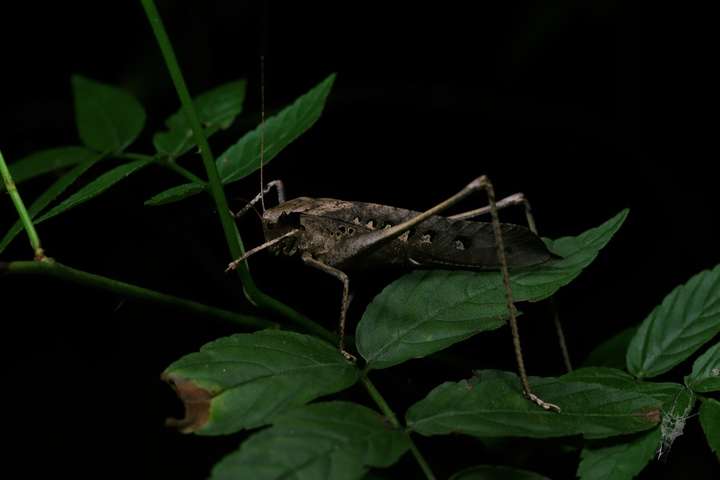 谢邀,这个是素背肘隆螽,楼上说的纺织娘是另外一种