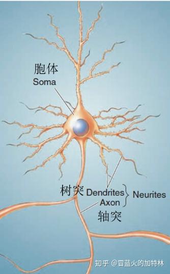 神经元的模型;树突用来收集信息,轴突用来发送信息,二者又合称神经突