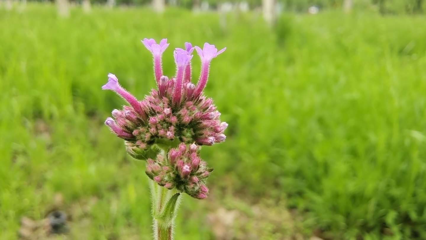 美丽吉安之赏花系列 马鞭草花开美景怡人 知乎