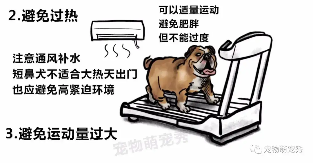 热衰竭中暑究竟有多恐怖 短鼻犬的天敌 夏季夺走狗狗生命的头号杀手 知乎