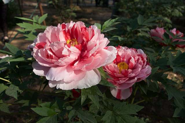 牡丹一年追3次肥 花大花艳 3个时间要记牢 知乎