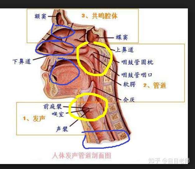 鼻腔上部(头腔,鼻腔,口腔,喉腔,咽腔,胸腔,都是很直观的