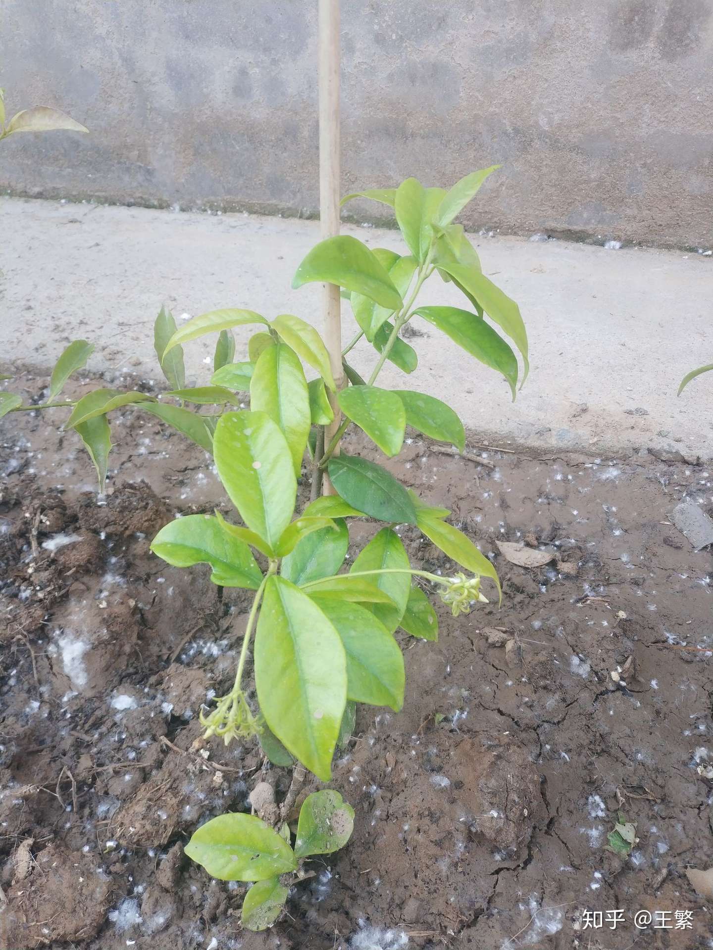 记录小院变化 花草种植 旧房改造 知乎