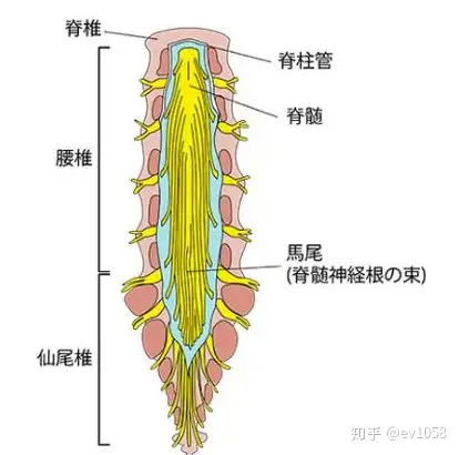 什么是马尾神经为什么说马尾神经很重要