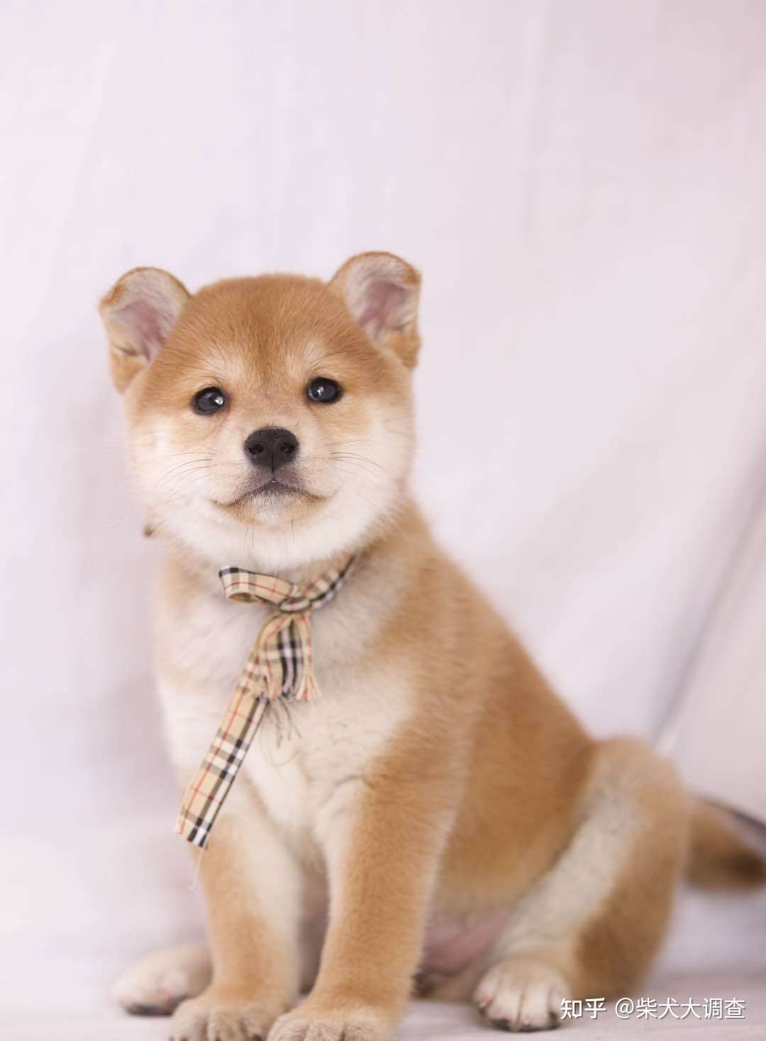 关于柴犬你都知道哪些呢 知乎