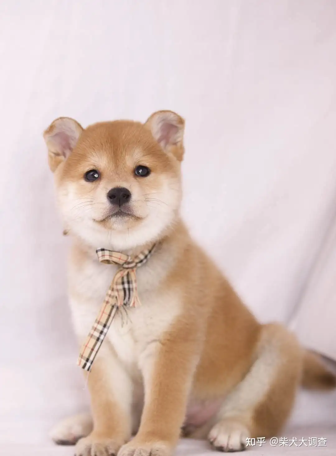 关于柴犬你都知道哪些呢 知乎 关于柴犬你都知道哪些呢 知乎