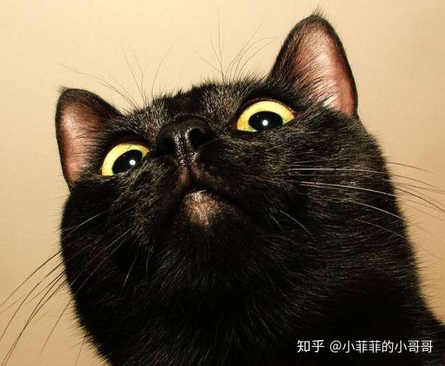 猫咪有口角炎吃点什么药能好 知乎